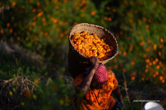 सयपत्री पूर्णरूपमा फक्रिन नपाउँदै आइपुग्यो तिहार, माग बढेपछि मूल्य दोब्बर