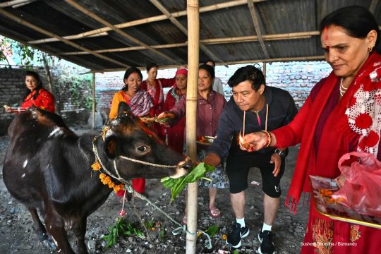 यमपञ्चक अन्तर्गत काठमाडौंका विभिन्न क्षेत्रमा मनाइयो गाई तिहार (तस्विरहरु)