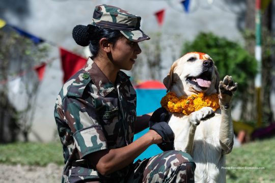 भक्तपुरमा कुकुरले देखाए कौशल, थिमिको गुल्ममा मनाइयो कुकुर तिहार (तस्विरहरु)