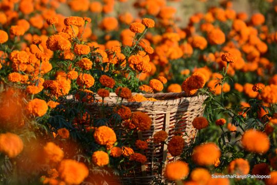 आन्तरिक उत्पादनले पुग्ने भएपछि तिहारका लागि फूल आयात नगरिने, गत वर्षभन्दा थोरै बढ्यो भाउ