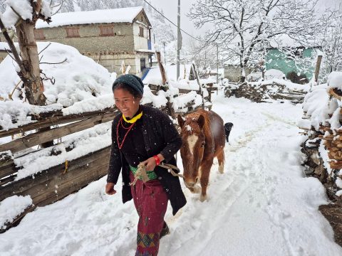हिउँ पर्‍यो फुरुरु हिमाली भेगैमा… उच्च पहाडी भेगमा वर्षासँगै हिमपातले बढ्यो चिसो (तस्बिरहरु)
