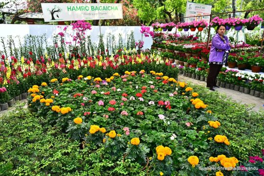 गार्डेनिङमा रुचि राख्नेहरूका लागि भृकुटीमण्डपमा सुरु भयो नेसनल हर्टिकल्चर एक्स्पो