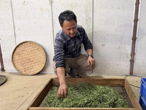 जस्बिरेको चिया उद्योग : परिवारको मेहनतले इलामेली स्वादको उपस्थिति अन्तर्राष्ट्रिय बजारसम्म