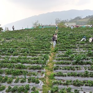 व्यावसायिक कृषिलाई प्रोत्साहन गर्न उत्पादनका आधारमा अनुदान, कृषि मन्त्रालयले बनाउँदैछ कार्यविधि