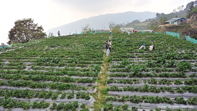व्यावसायिक कृषिलाई प्रोत्साहन गर्न उत्पादनका आधारमा अनुदान, कृषि मन्त्रालयले बनाउँदैछ कार्यविधि