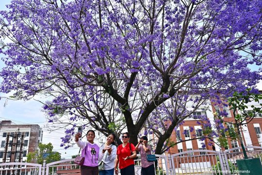 बैजनी शहर : ज्याकारान्डाको सौन्दर्यमा लट्ठ काठमाडौं उपत्यका (तस्विरहरु)
