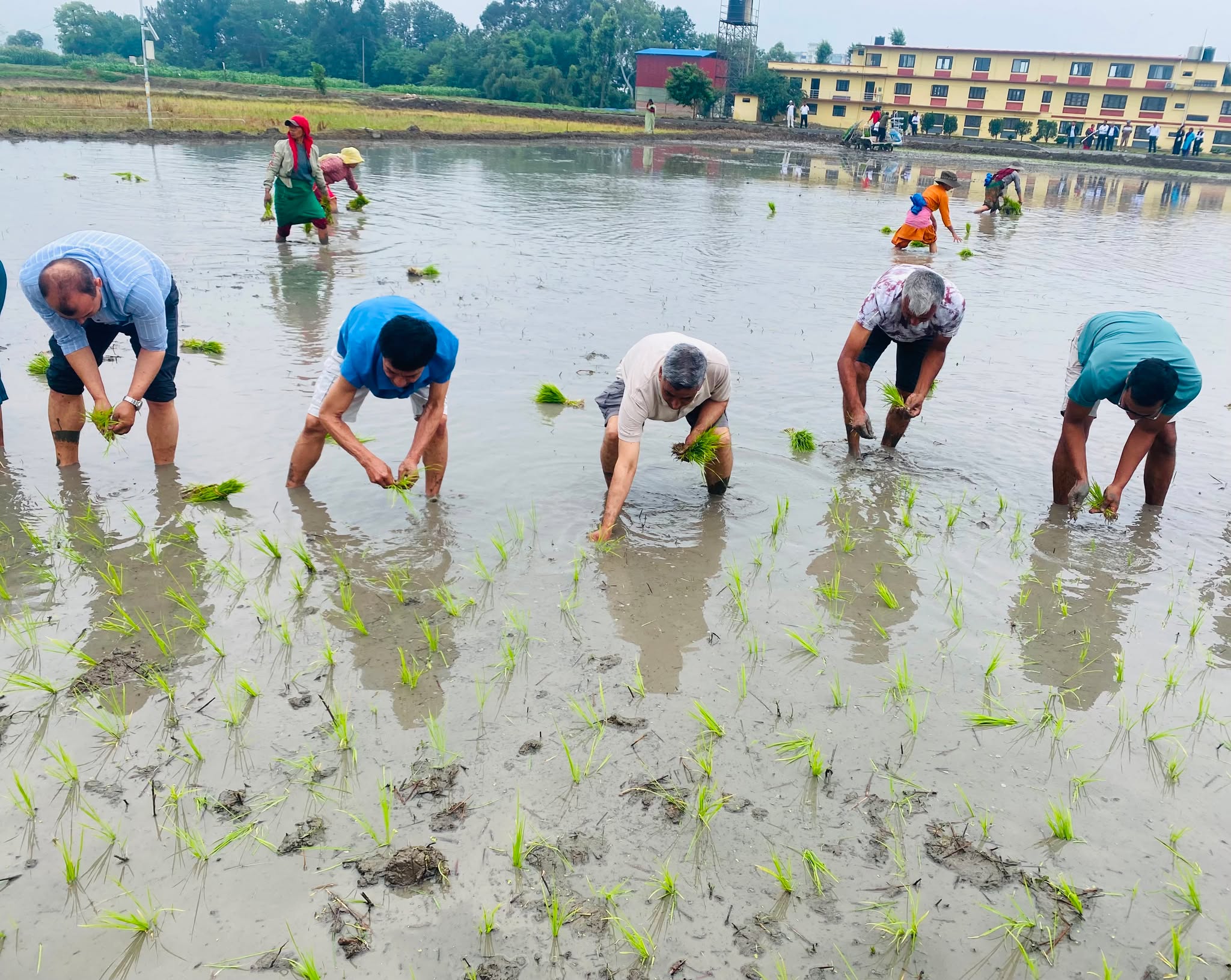 २३औँ राष्ट्रिय धान दिवस : खुमलटारमा धान रोपेर मनाइयो असार १५