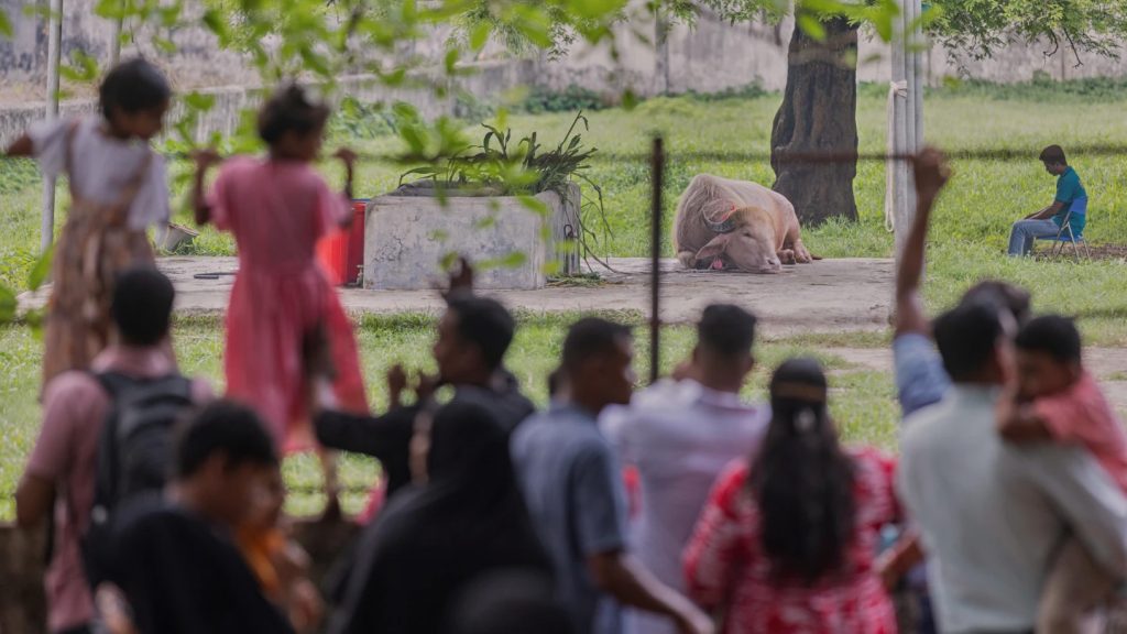 ‘ट्रम्प’ भैंसी हेर्न ढाका चिडियाखानामा भीड, चर्को गर्मीमा पनि आकर्षण