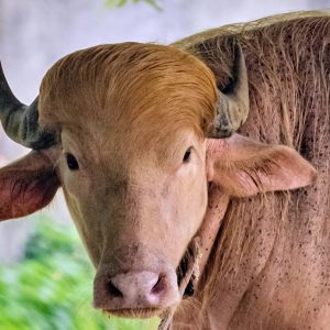 ‘ट्रम्प’ भैंसी हेर्न ढाका चिडियाखानामा भीड, चर्को गर्मीमा पनि आकर्षण