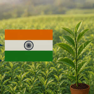 दुई महिनापछि भारतमा नेपाली चिया निकासीको अवरोध हट्यो, आउन थाल्यो अर्डर