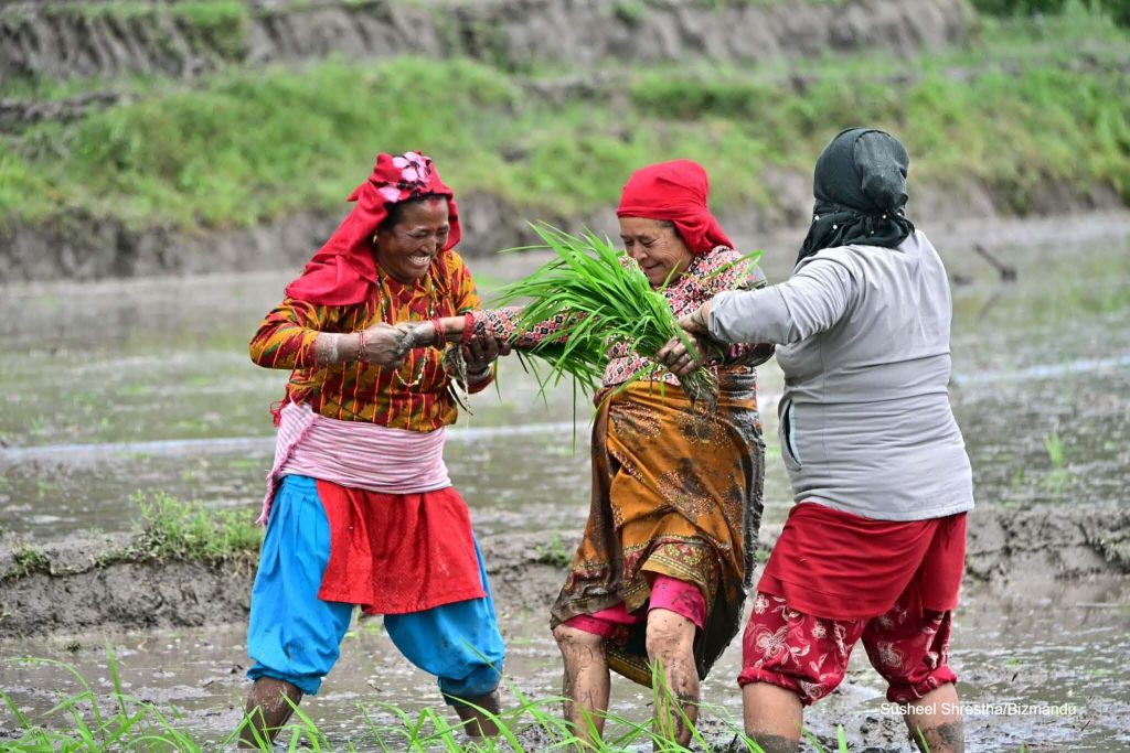 ‘छुपु र छुपु हिलोमा धान रोपेर छोडौँला’, टोखामा असार १५ को रोपाइँ (तस्विरहरु)