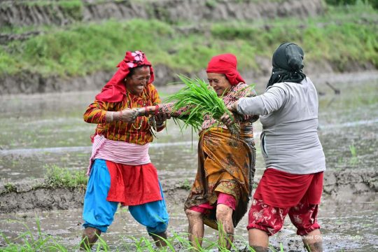 ‘छुपु र छुपु हिलोमा धान रोपेर छोडौँला’, टोखामा असार १५ को रोपाइँ (तस्विरहरु)