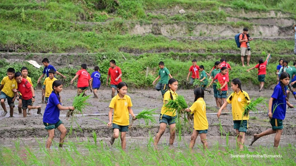 ‘छुपु र छुपु हिलोमा धान रोपेर छोडौँला’, टोखामा असार १५ को रोपाइँ (तस्विरहरु)