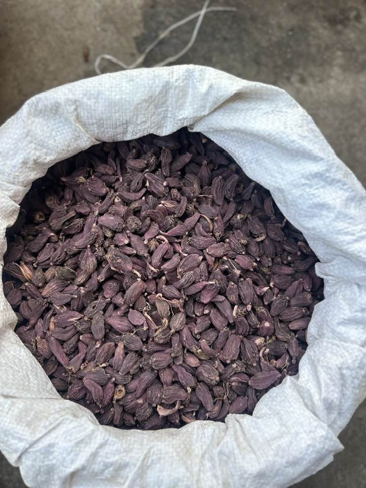 निर्यातमा नगद अनुदान नदिने नीतिलाई निरन्तरता दिइएकामा अलैंची निर्यातकर्ता रुष्ट