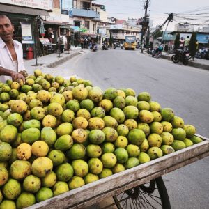 सिजन सकिनै लाग्दा महँगियो आँप, भाउ बढे पनि घटेको छैन मालदहको माग