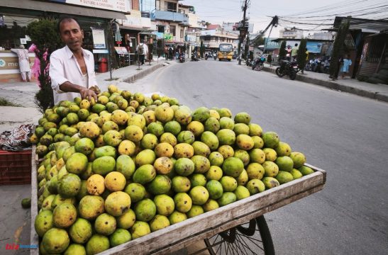 आँपको जान लाग्यो सिजन, भाउ बढ्दा पनि घटेन मालदहको बजार माग