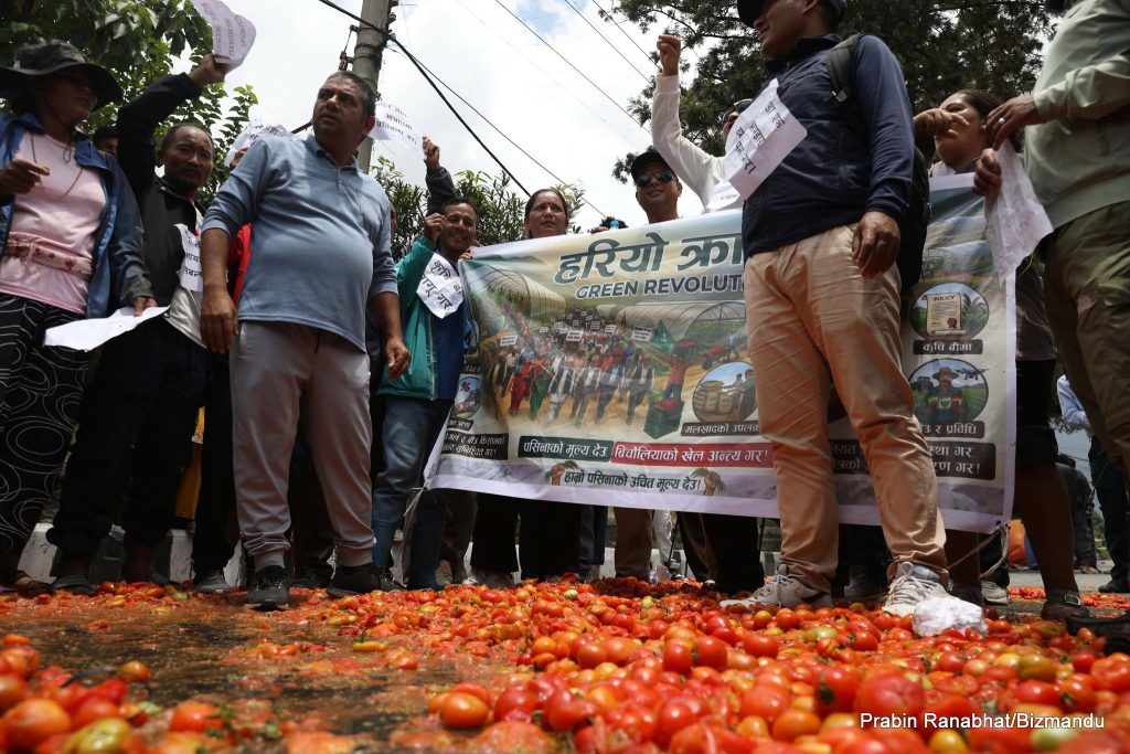 गोलभेंडाको भाउ प्रति किलो ८ रुपैयाँ, माइतीघरको सडकमा तरकारी फालेर किसानले गरे प्रदर्शन