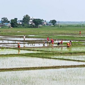 मौसम सक्रिय भएपछि किसानलाई भ्याइनभ्याइ, ६१.६२ प्रतिशत रोपाइँ हुँदा सुदूरपश्चिममा धेरै