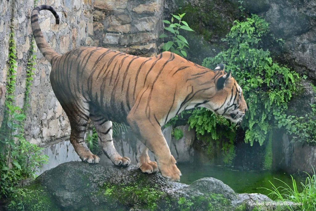 सर्वसाधारणका लागि खुल्यो चिडियाखाना, पहिलो दिन नै घुइँचो (तस्विरहरु)