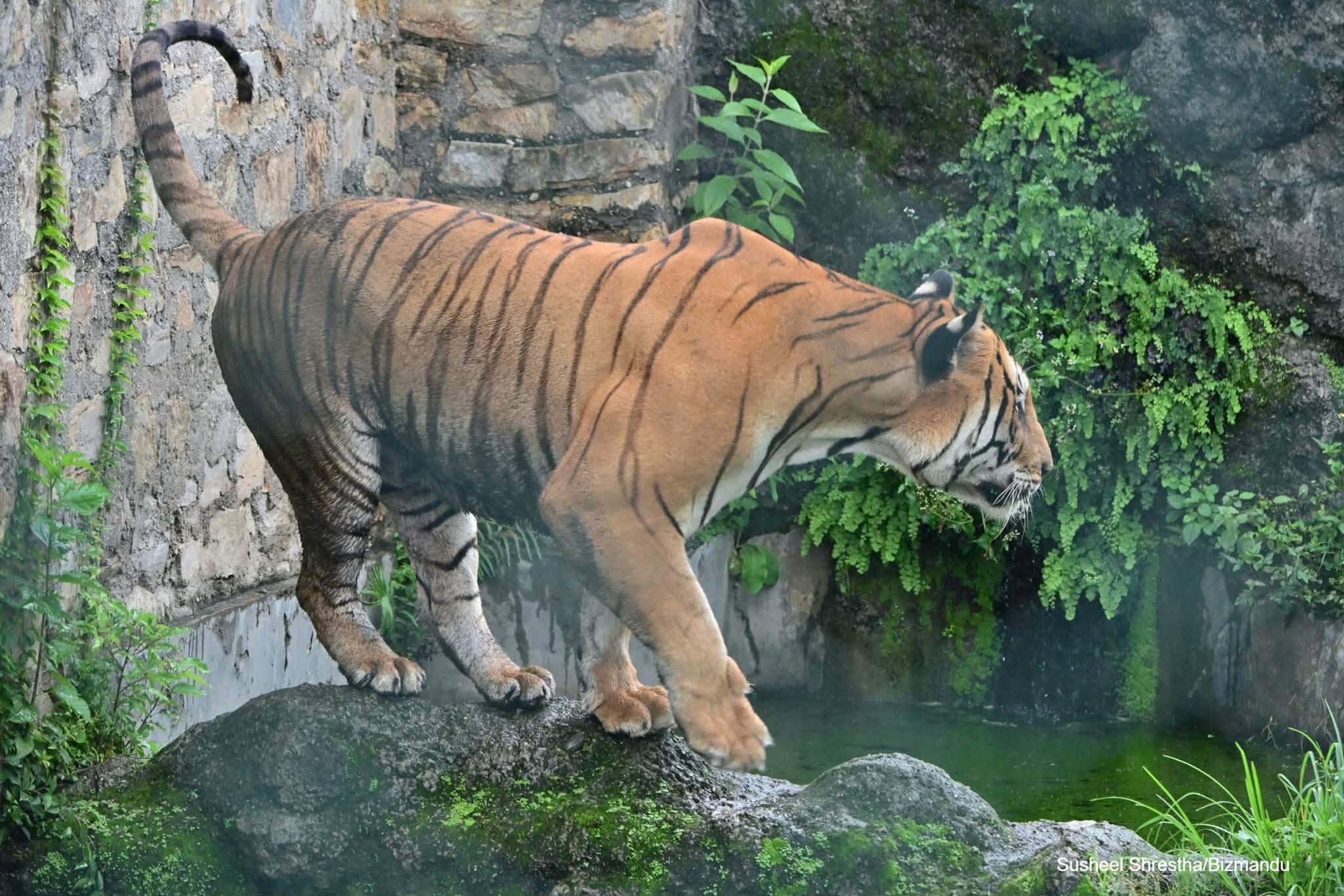 सर्वसाधारणका लागि खुल्यो चिडियाखाना, पहिलो दिन नै घुइँचो (तस्विरहरु)