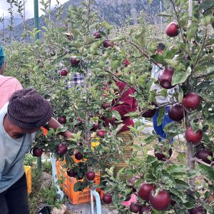 मुस्ताङमा छिटो पाक्ने स्याउ टिप्न सुरु, व्यापारीले बगैंचामै बैनाबट्टा गरेसँगै ढुवानीको तरखर