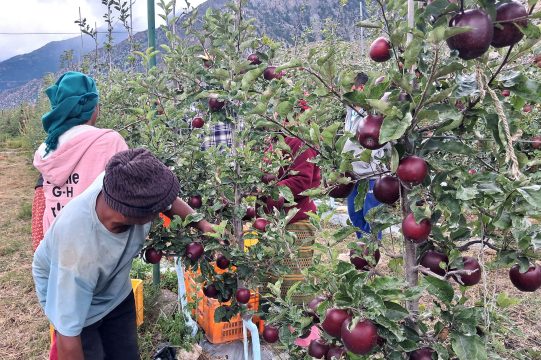 मुस्ताङमा छिटो पाक्ने स्याउ टिप्न सुरु, व्यापारीले बगैंचामै बैनाबट्टा गरेसँगै ढुवानीको तरखर