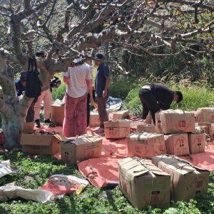 मार्फामा स्याउ टिप्ने र खाने उत्सव: प्रवेश गर्न २०० रुपैयाँ, बोट बिग्रिए तिर्नुपर्छ १०००