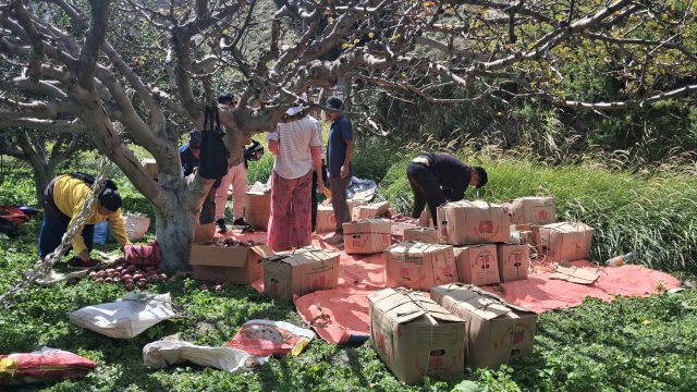 मार्फामा स्याउ टिप्ने र खाने उत्सव: प्रवेश गर्न २०० रुपैयाँ, बोट बिग्रिए तिर्नुपर्छ १०००