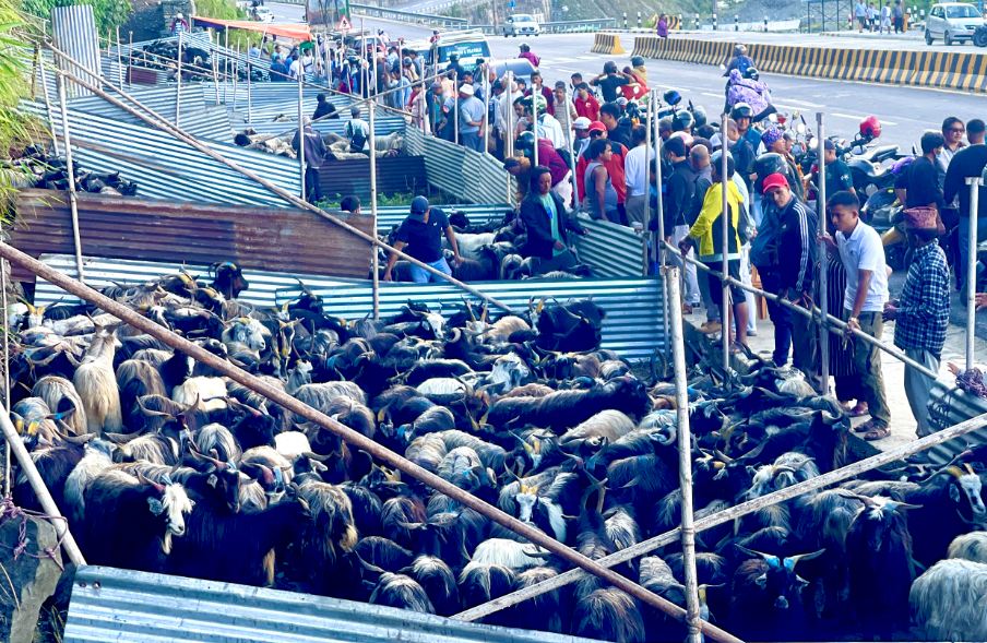 दसैं सुरु भएसँगै पोखरामा च्याङ्ग्रा किन्न ग्राहकको घुइँचो, व्यापारीहरु मुस्ताङबाट धमाधम झार्दै