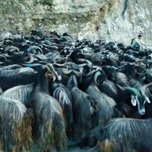दसैंका लागि पोखरा आइपुग्यो करिब १५ हजार भेडाच्यांग्रा, सिमपानी र हेम्जामा हाट
