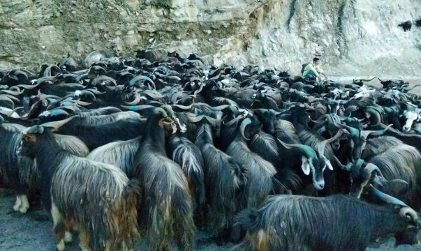 दसैंका लागि पोखरा आइपुग्यो करिब १५ हजार भेडाच्यांग्रा, सिमपानी र हेम्जामा हाट