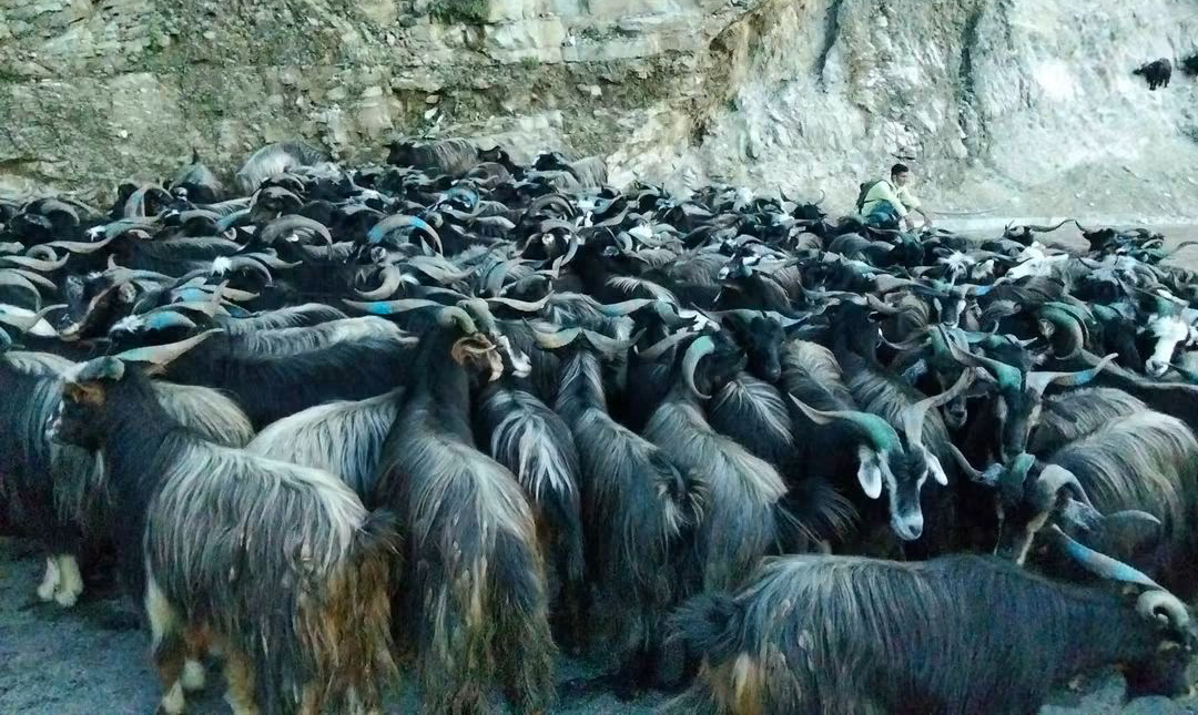 दसैंका लागि पोखरा आइपुग्यो करिब १५ हजार भेडाच्यांग्रा, सिमपानी र हेम्जामा हाट