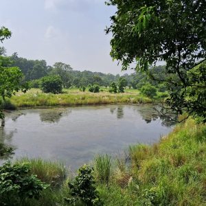 दसैं बिदामा शुक्लाफाँटा राष्ट्रिय निकुञ्ज घुम्न पाइने, पर्यटकका लागि जंगल सफारी खुला