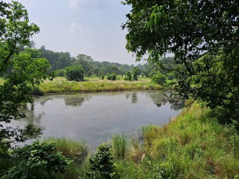 दसैं बिदामा शुक्लाफाँटा राष्ट्रिय निकुञ्ज घुम्न पाइने, पर्यटकका लागि जंगल सफारी खुला