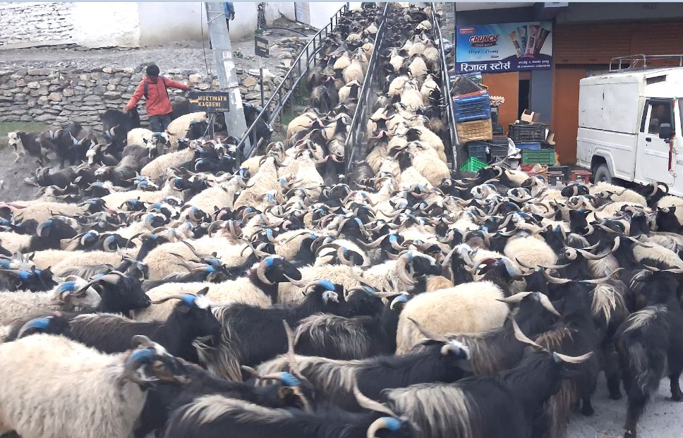 च्याङ्ग्राको मूल्य मुस्ताङमै प्रति गोटा ५० हजार, दसैंका लागि ९ हजारभन्दा बढी झारियो बजारमा