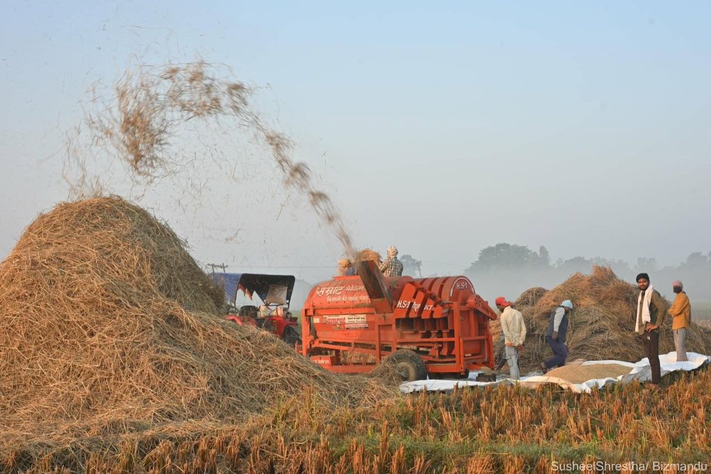 चाडवाड बीच पनि तराईका किसानलाई धान थन्क्याउने चटारो (तस्विरहरु)