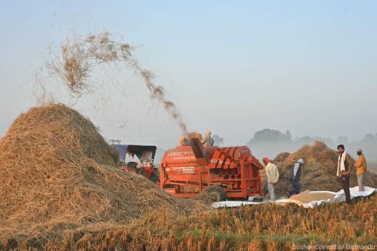 चाडवाड बीच पनि तराईका किसानलाई धान थन्क्याउने चटारो (तस्विरहरु)