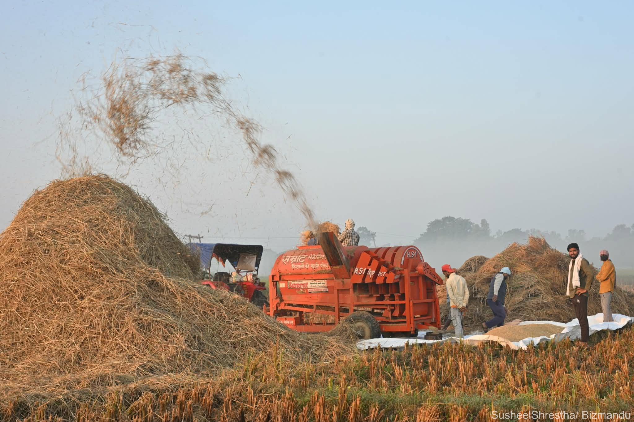 चाडवाड बीच पनि तराईका किसानलाई धान थन्क्याउने चटारो (तस्विरहरु)