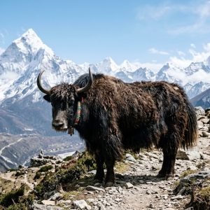 नेपाल, भुटान र भारतका याकपालक एकजुट हुँदै, हिमाली समुदायका चुनौतीबारे छलफल हुने
